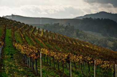 sonbaharda Langhe üzüm bağları