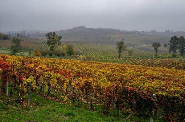 Piedmont'ın Langhe üzüm bağları satırları