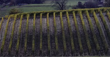 Piedmontese Langhe 'deki üzüm bağları: Alba yakınlarındaki üzüm bağlarında giyometrik oyunlar
