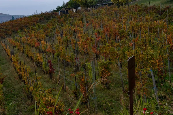 Vigneti Delle Langhe Piemontesi Giochi Giometrici Nei Vigneti Vicino Alba — Foto Stock