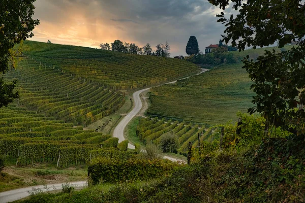 Αμπελώνες Στο Piedmontese Langhe Βιομετρικά Παιχνίδια Στους Αμπελώνες Κοντά Alba — Φωτογραφία Αρχείου