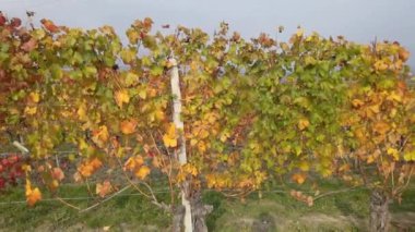 Barolo 'nun Alba yakınlarındaki üzüm bağlarının ve Langhe' nin Piedmontese sonbaharının güzel renklerinin gerçek zamanlı videosu.