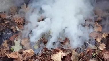 4k video sonbahar yapraklarının duman çıkardığını görebilirsiniz.