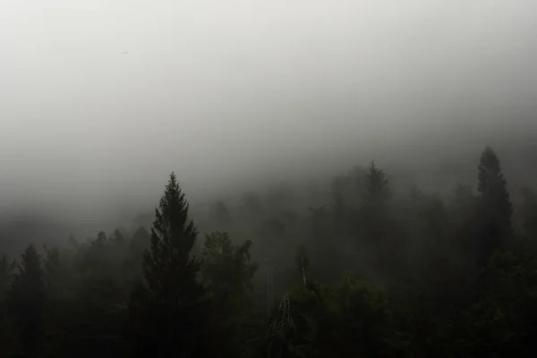 Πεύκα Και Έλατα Βυθισμένα Στην Ομίχλη Και Την Πρωινή Ομίχλη — Φωτογραφία Αρχείου