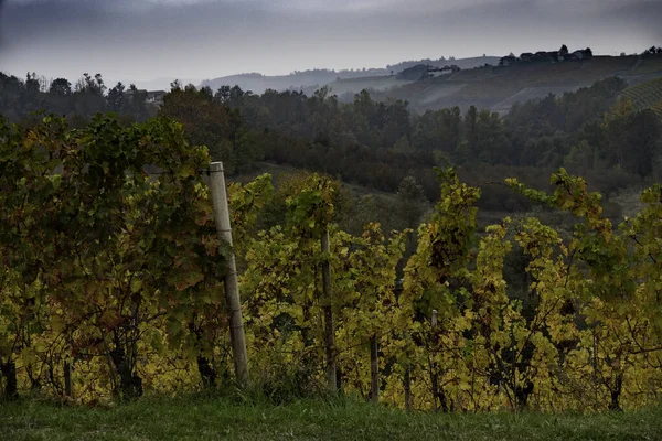 Krajobrazy Langhe Piemontese Winnicami Zebranymi Jesienią — Zdjęcie stockowe