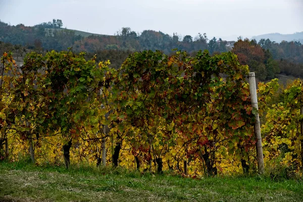 Krajobrazy Piemontese Langhe Jasnymi Kolorami Jesieni — Zdjęcie stockowe
