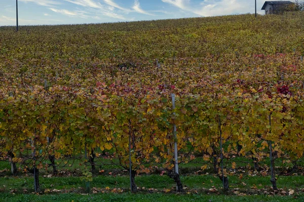 Paesaggi Delle Langhe Piemontesi Con Suoi Tipici Colori Autunnali Subito — Foto Stock