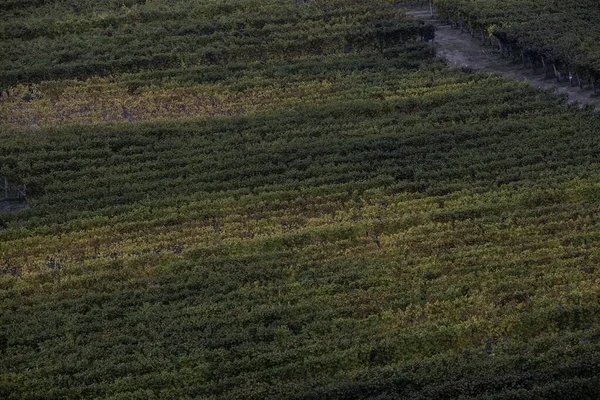 ピエモンテ ランゲの風景 秋の収穫直後のブドウ畑 — ストック写真