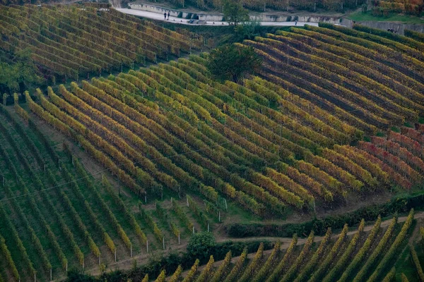Пейзажи Ланге Виноградниками Сразу После Сбора Урожая Типично Яркие Осенние — стоковое фото