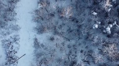 Kuzey İtalya 'da kar altında bir orman üzerinde bir dron tarafından yapılan 4k sinematik video çekimi