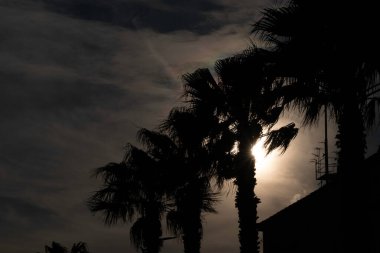 Denizin manzarasında palmiye ağaçları ve günbatımında, tanınmış İtalyan tatil beldelerinde çürüyen palmiye ağaçları.