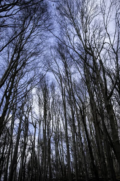 Paisagens Nas Florestas Italianas Durante Período Inverno Que Meio Ambiente — Fotografia de Stock