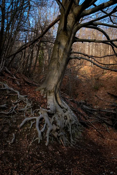 Kışın ortasında, İtalya 'nın Liguria ormanında asırlık görkemli bir kayın ağacı.