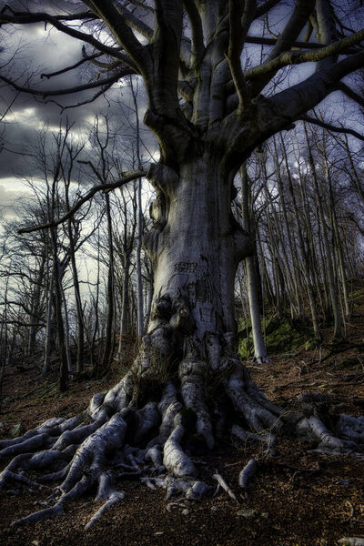 A majestic centuries-old beech tree in the middle of winter, in the Italian woods of Liguria