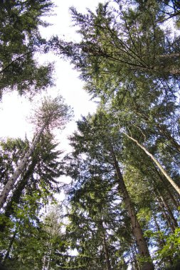 Aşağıdan çekilen ağaç dalları, Ligurian iç ormanlarına ait.
