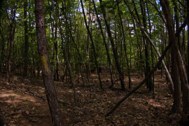 Bazı bahar fotoğraflarında geçen bir İtalyan ormanının çalılığı.