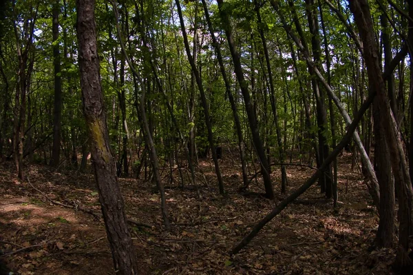 Bazı bahar fotoğraflarında geçen bir İtalyan ormanının çalılığı.
