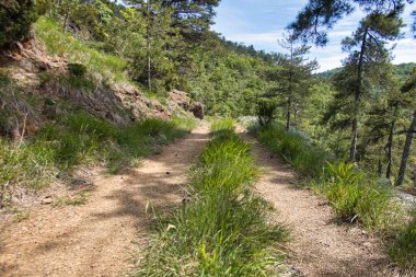 Yoğun bitki örtüsüyle ormanda yol, Sassello 'daki Ligurian iç kesiminde
