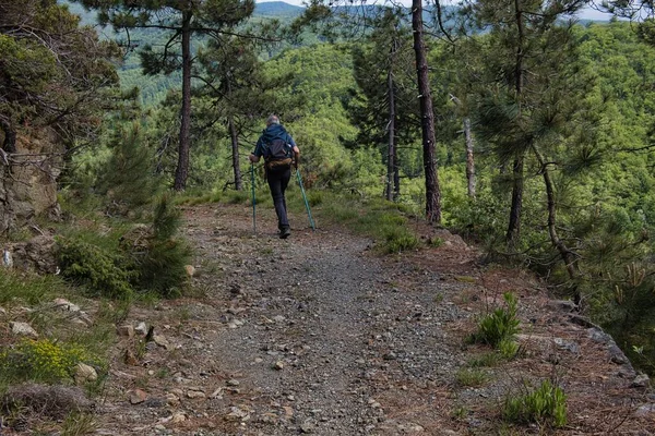 Trekking Einem Ligurischen Wald Mit Trekking Sportbekleidung Stockfoto