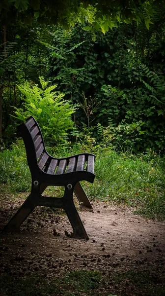 Banco Madeira Isolado Verde Uma Floresta Italiana Nas Colinas Ligúria — Fotografia de Stock