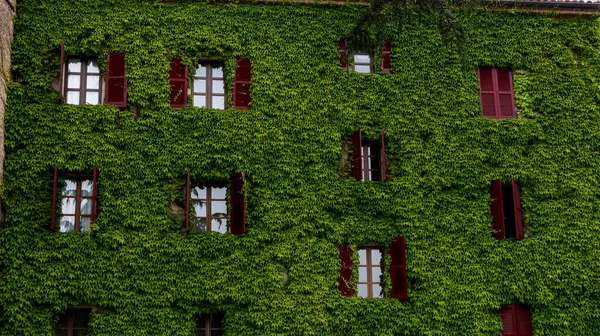 Типовий Зелений Будинок Червоними Віконницями Вирощеними Зеленим Плющем — стокове фото