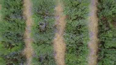 Temmuzda çiçek açarken çekilmiş bir lavanta tarlasının videosu, yoğun mor rengiyle, yukarıdan bir DJI dronu, mini2