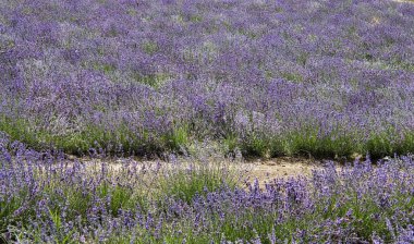 Temmuz 'da Piedmontese Langhe' deki San Giovanni 'de lavanta tarlaları çiçek açtı.