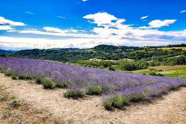 Temmuz 'da Piedmontese Langhe' deki San Giovanni 'de lavanta tarlaları çiçek açtı.