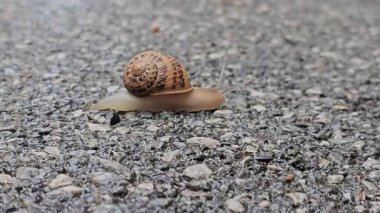 Bir yaz günü yerde sürünen bir salyangozun 4K görüntüsü.