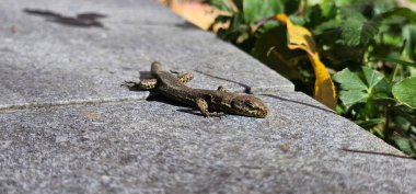 Kertenkeleler, Lacertilia, Saurianlar olarak da bilinir, eski bir alt sınırdır çünkü Squamata tarikatına ait sürüngenler parafilletiktir. hafif bir arkaplanda