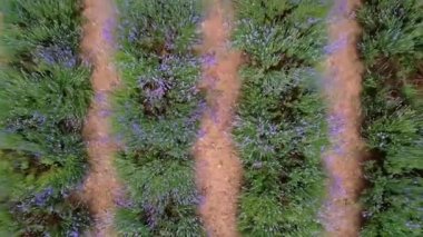 Fransa 'nın Provence kırsalındaki mor lavanta tarlaları hasat ve parfüm yapımına hazır.