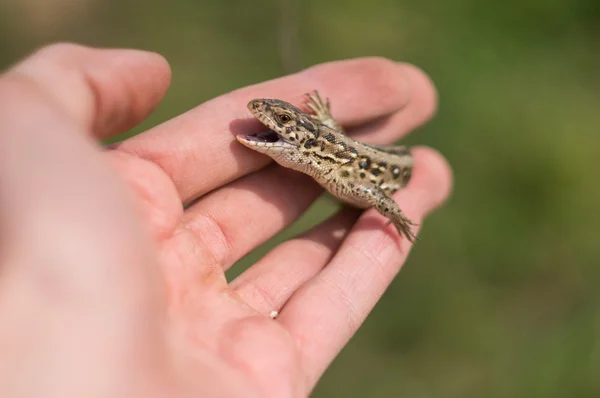 stock image Wicked Lizard on hand.