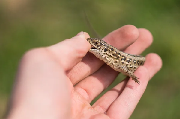 stock image Wicked Lizard on hand.