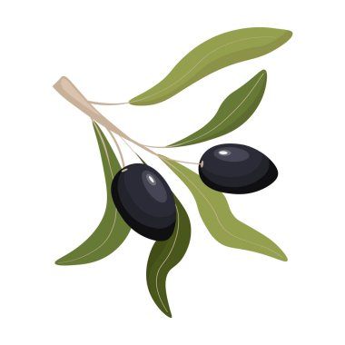 Olgun koyu zeytinli siyah zeytin dalı ve beyaz arkaplan düz vektör illüstrasyonunda izole yeşil yapraklar