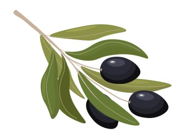 Üç Olgun Zeytin Vektörü İllüstrasyonlu Siyah Zeytin Dalı