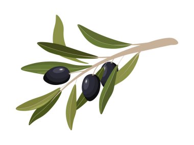 Beyaz Arkaplanda Yapraklı Siyah Zeytin Dalı