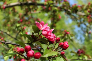 Bahar, Bahçe çiçek açmış. güzel closeup çiçek açması ağaç bahar