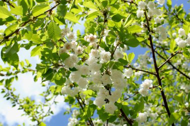 Bahar Çiçek Bahçe