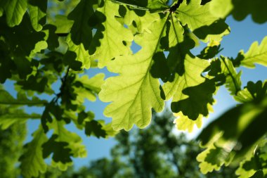 Yeşil Meşe yaprağı, güneş, Bahar