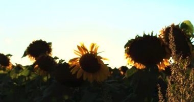 4 k Uhd bir arka plan Sunset'teki ayçiçeği çiçeklenme