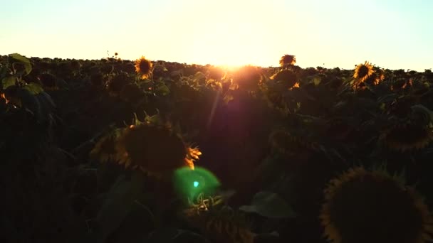 Campo de girassóis em câmera lenta — Vídeo de Stock