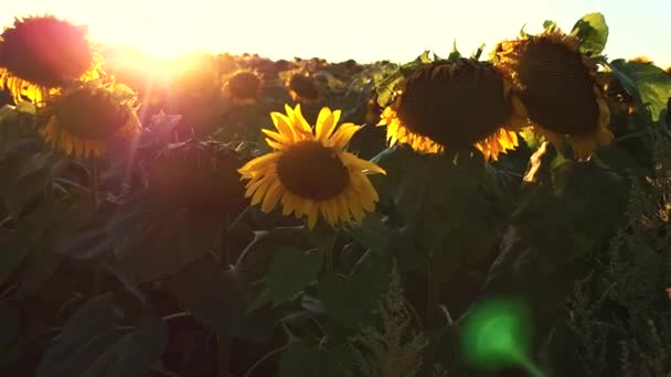 Folyamatos felvétel virágzás napraforgó a lassú mozdulatok-ban háttér naplemente — Stock videók