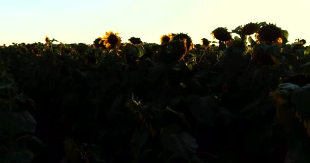 Girasoles en flor sobre un fondo puesta de sol — Vídeo de stock