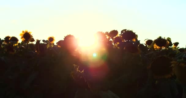 Girasoles en flor sobre fondo Puesta de sol en 4k — Vídeo de stock