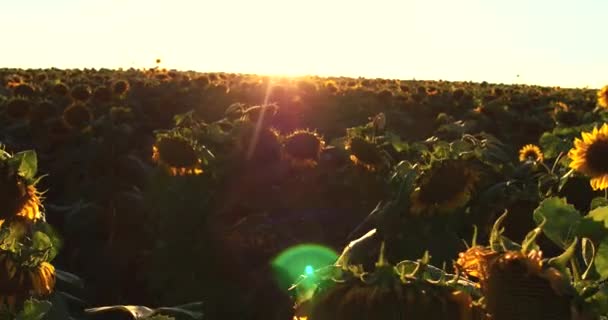 Campo di girasoli, Raccolta agricola, Cultura agraria, Industria. 4k — Video Stock