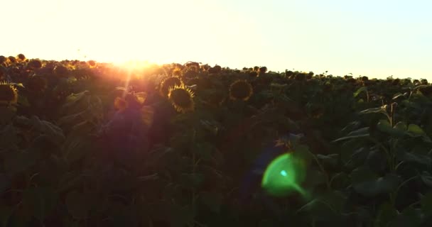 Girasoles sobre fondo Sunset in4k — Vídeo de stock