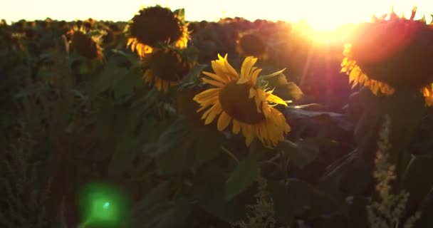 Piękne, Słonecznikowe pole na zachód słońca w 4k — Wideo stockowe