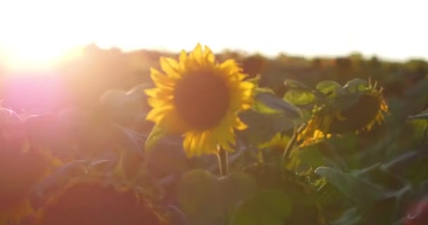 Hermoso campo de girasol sobre fondo Puesta de sol en 4k — Vídeo de stock