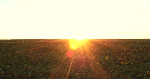 Vuelo sobre un campo de girasoles — Vídeos de Stock