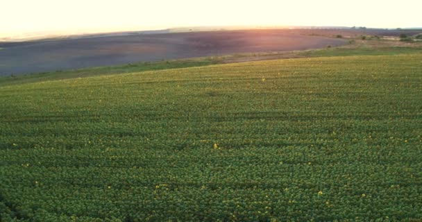 Über einem Sonnenblumenfeld bei goldenem Sonnenuntergang, Luftpanorama. — Stockvideo